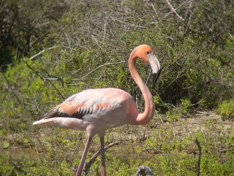 A single Greater Flamingo on Anegada