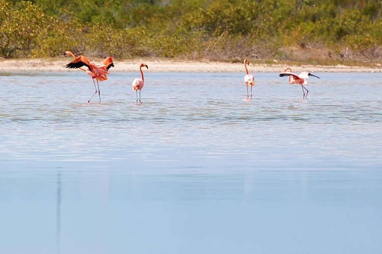 Flamingos wading on Anegada